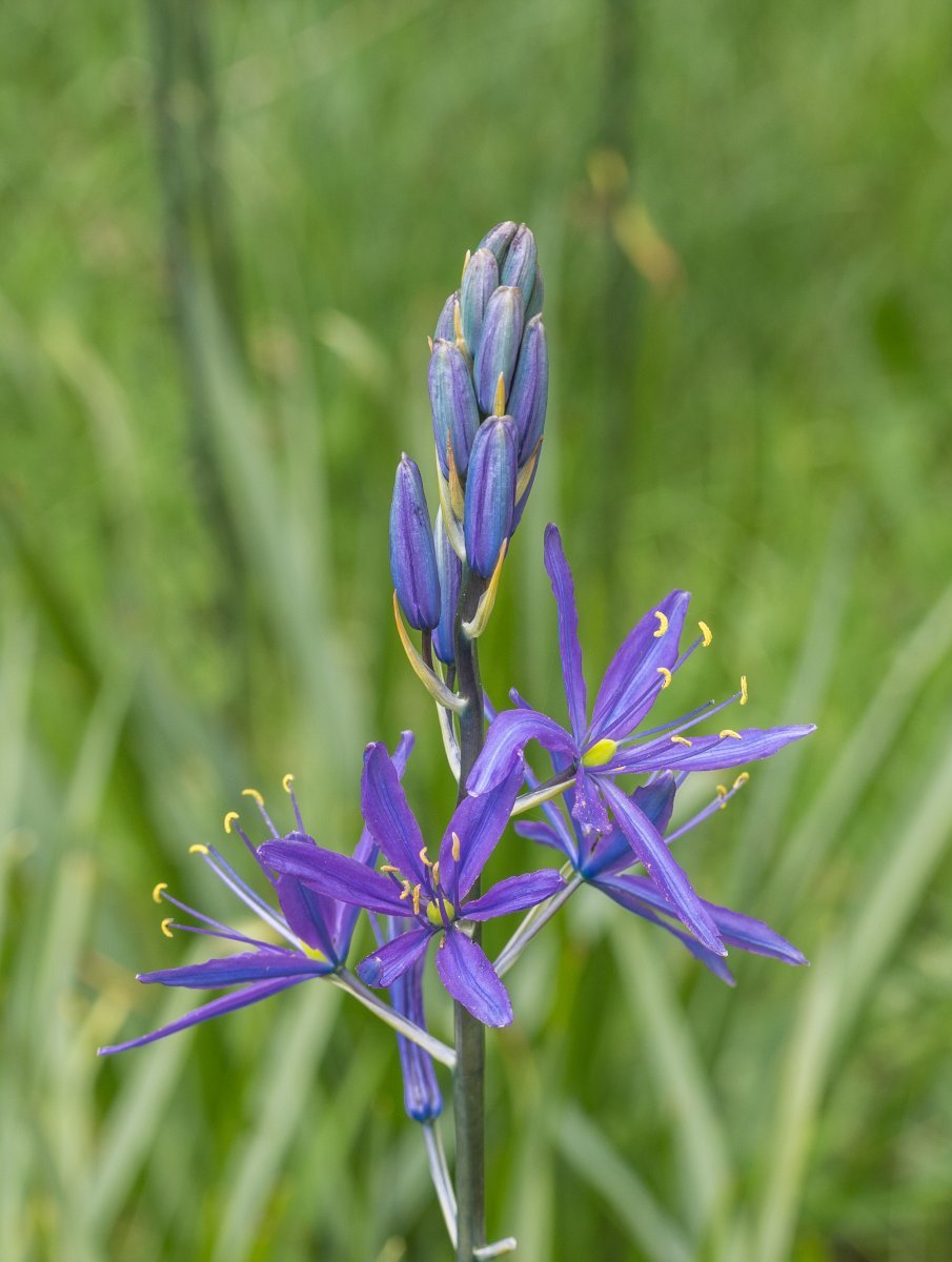 Камассия Лейхтлина - фото 8