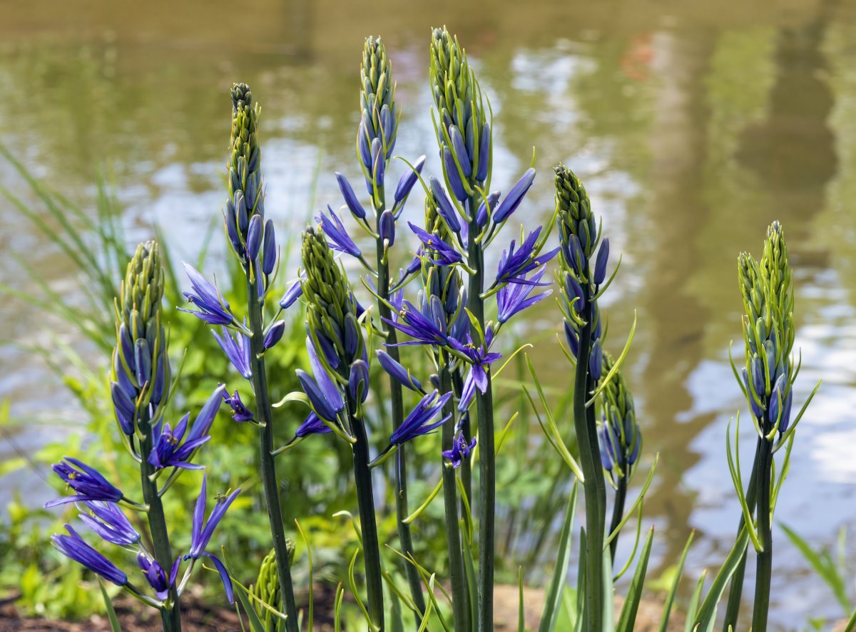 Камассия Лейхтлина