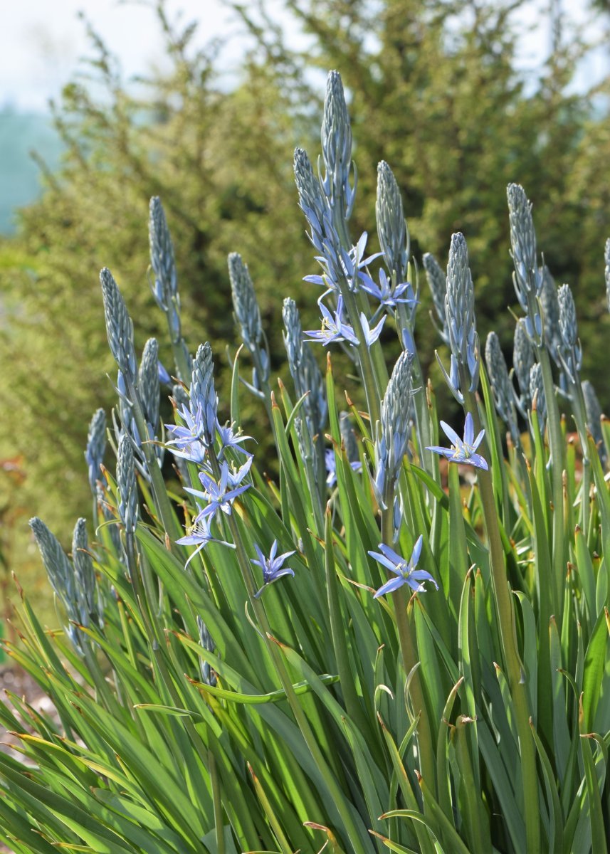 Камассия Лейхтлина - фото 6