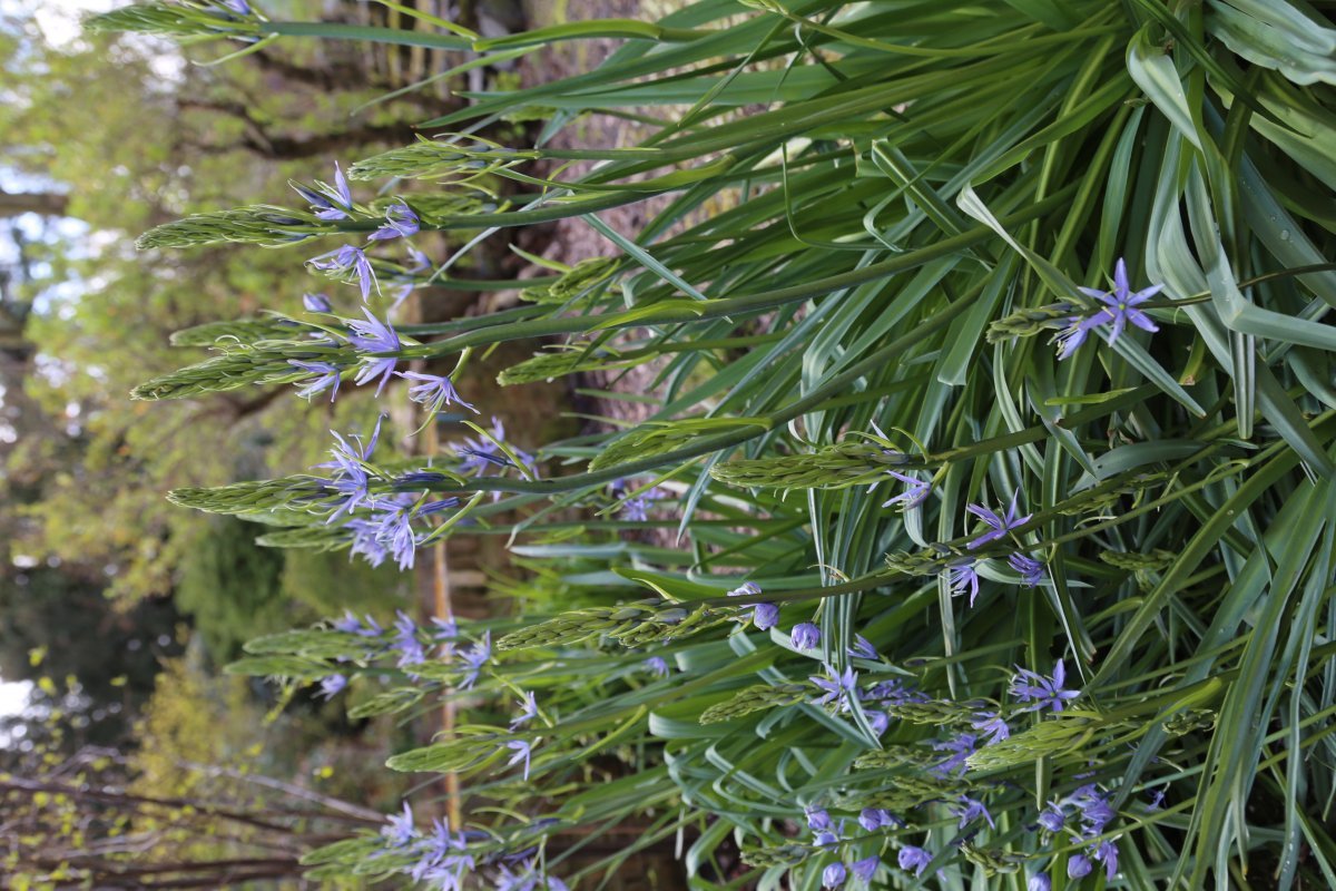 Камассия Лейхтлина - фото 9