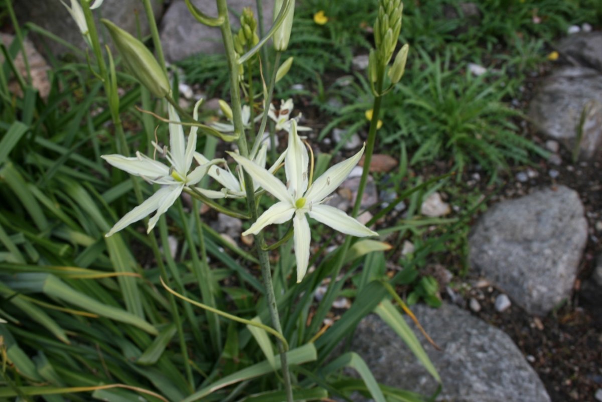 Камассия Лейхтлина - фото 2