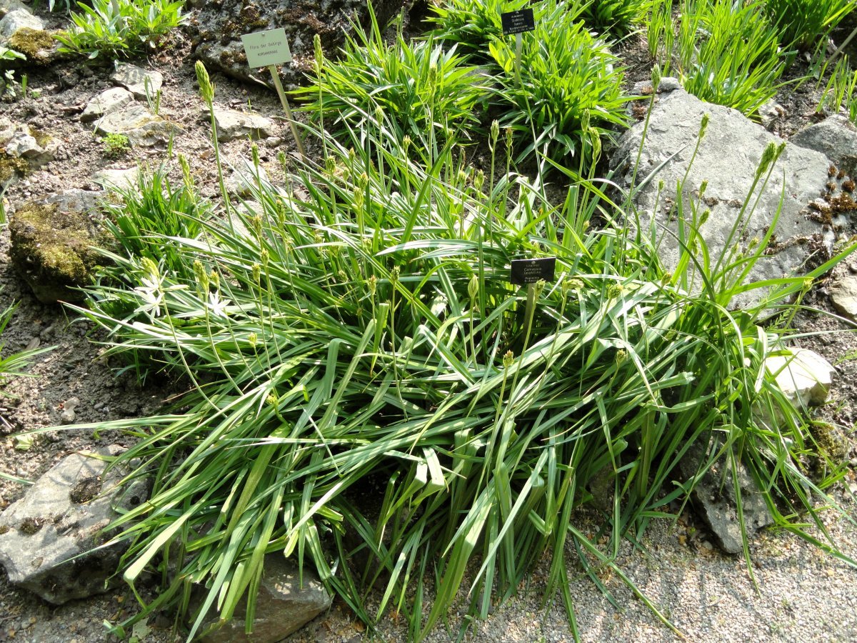 Камассия Лейхтлина - фото 10