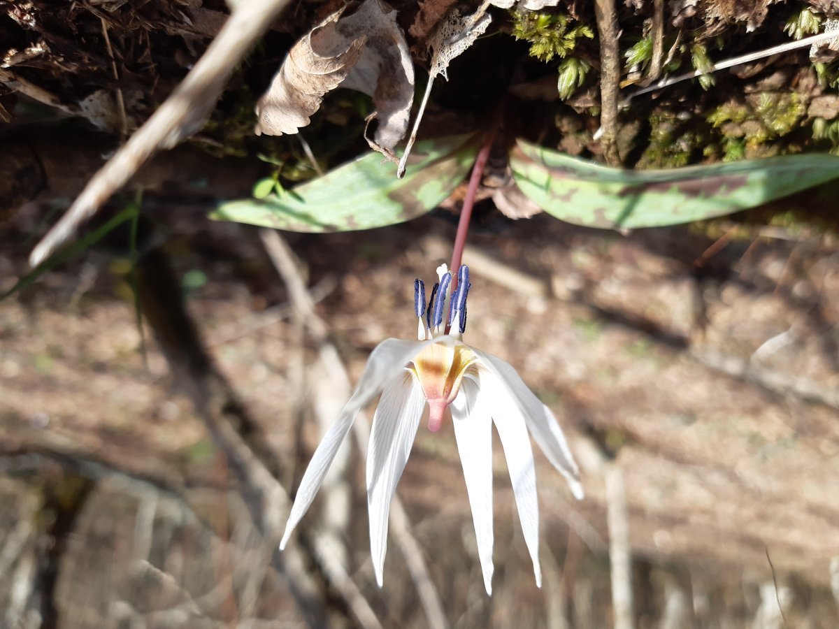 Кандык европейский - фото 10