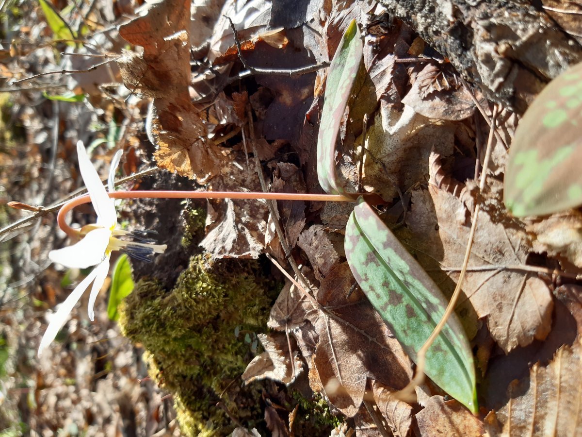 Кандык европейский - фото 2