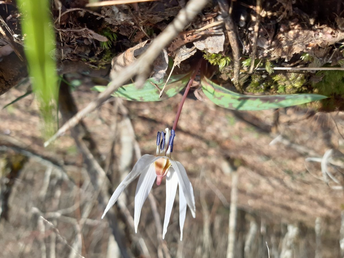 Кандык европейский - фото 8