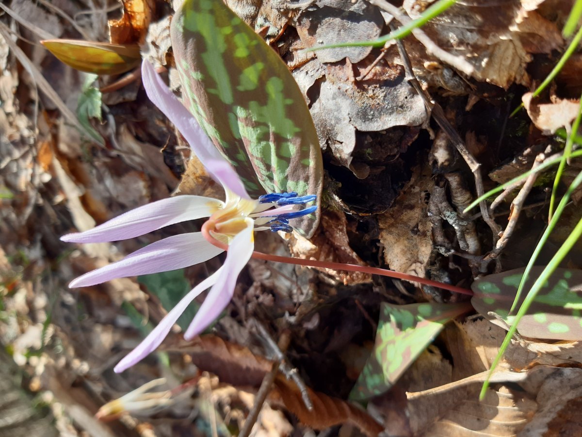 Кандык европейский - фото 5