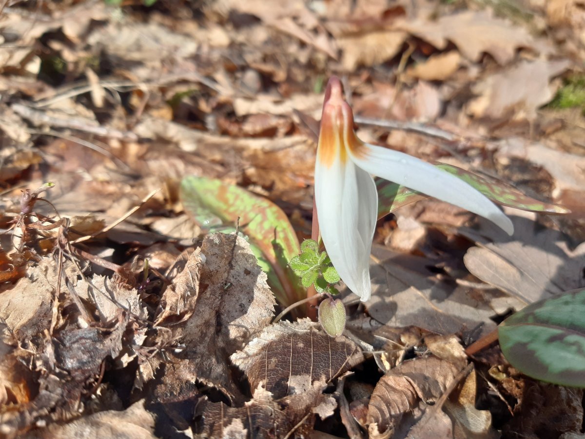 Кандык европейский