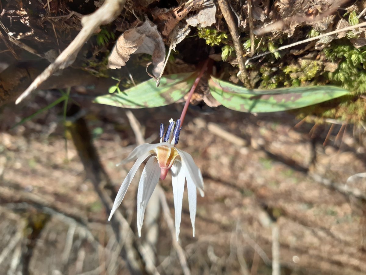 Кандык европейский - фото 6