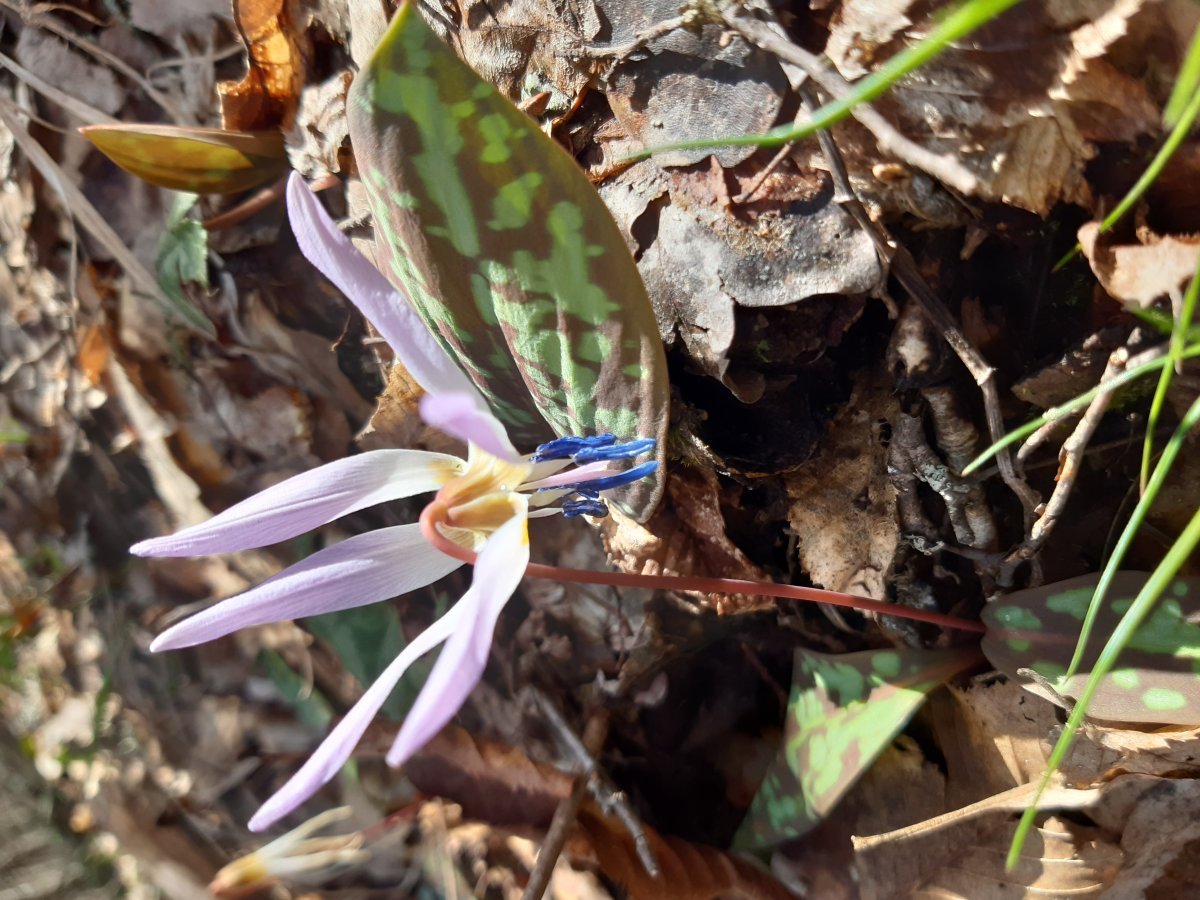 Кандык европейский - фото 4