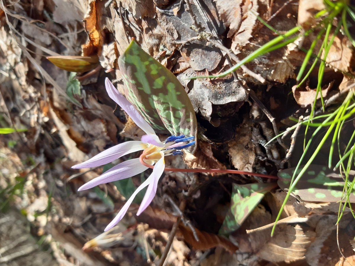 Кандык европейский - фото 3