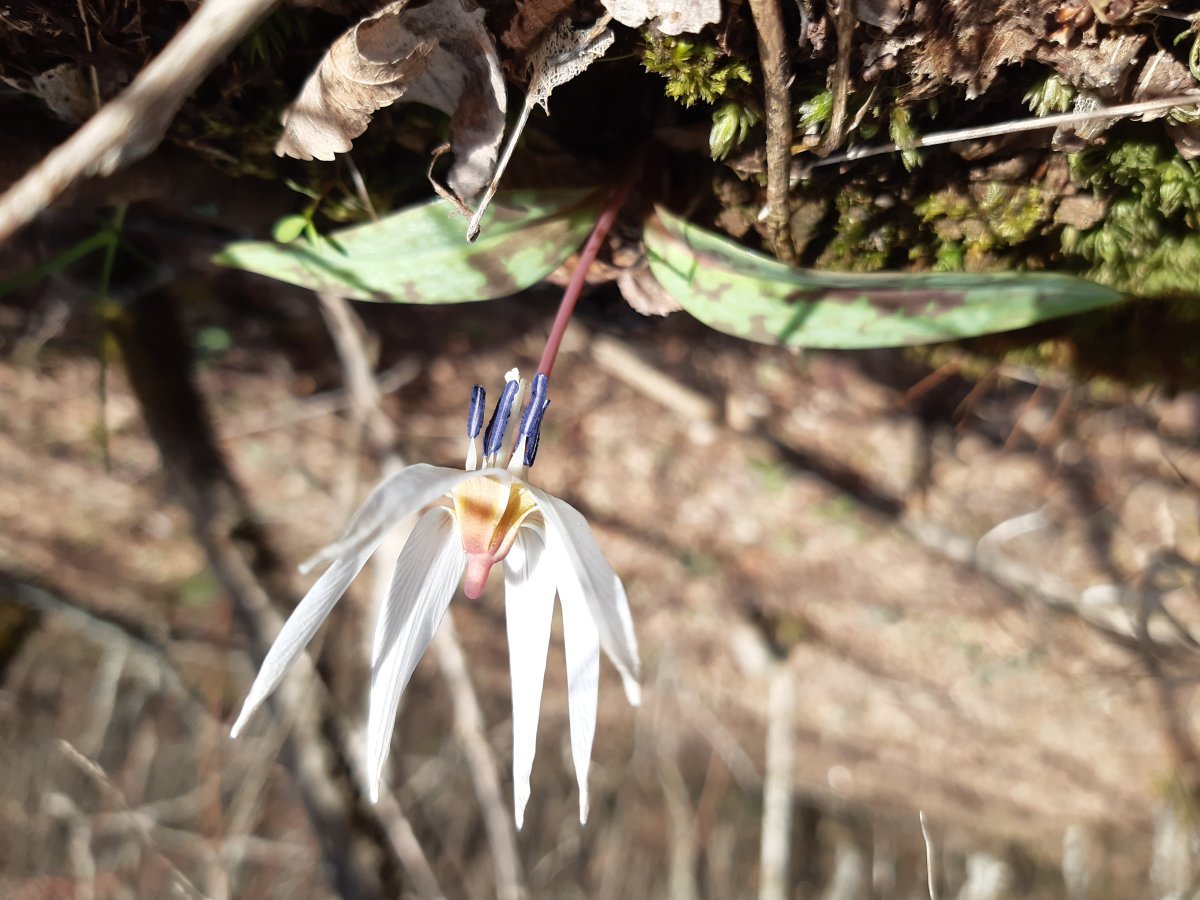 Кандык европейский - фото 9