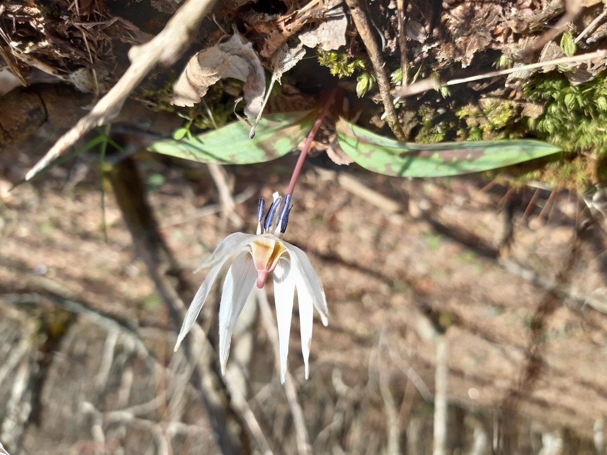 Кандык европейский - фото 7