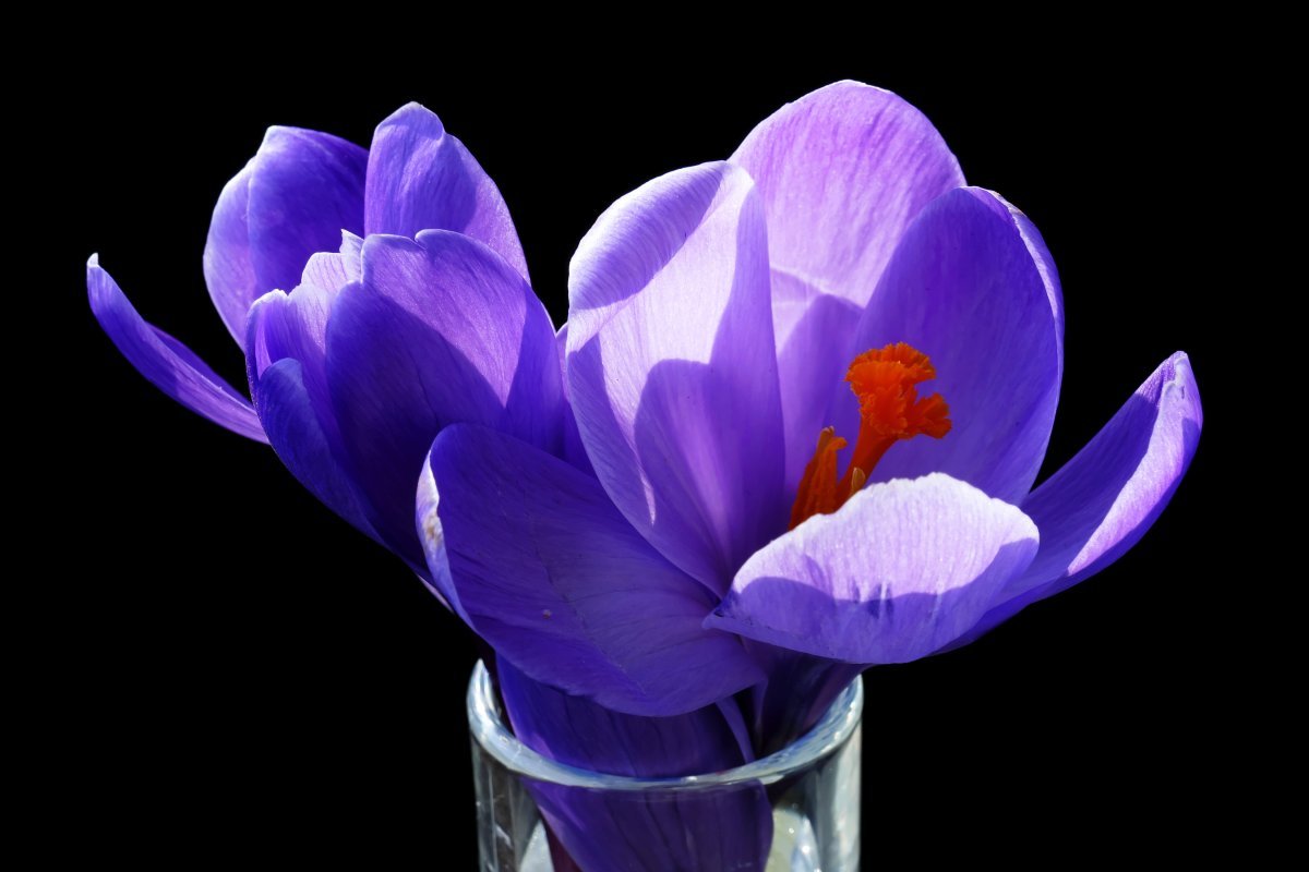 Крокус весенний - фото 3