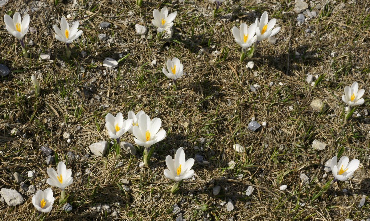 Крокус весенний - фото 10