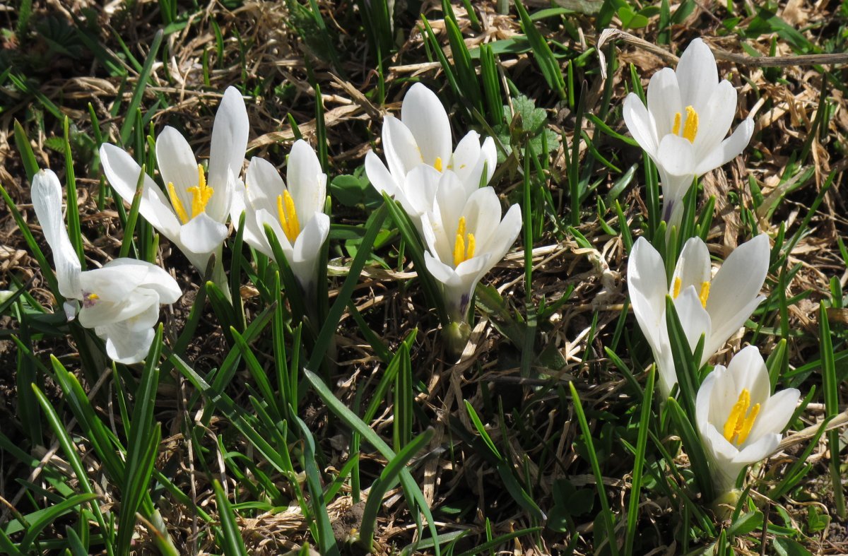 Крокус весенний - фото 7