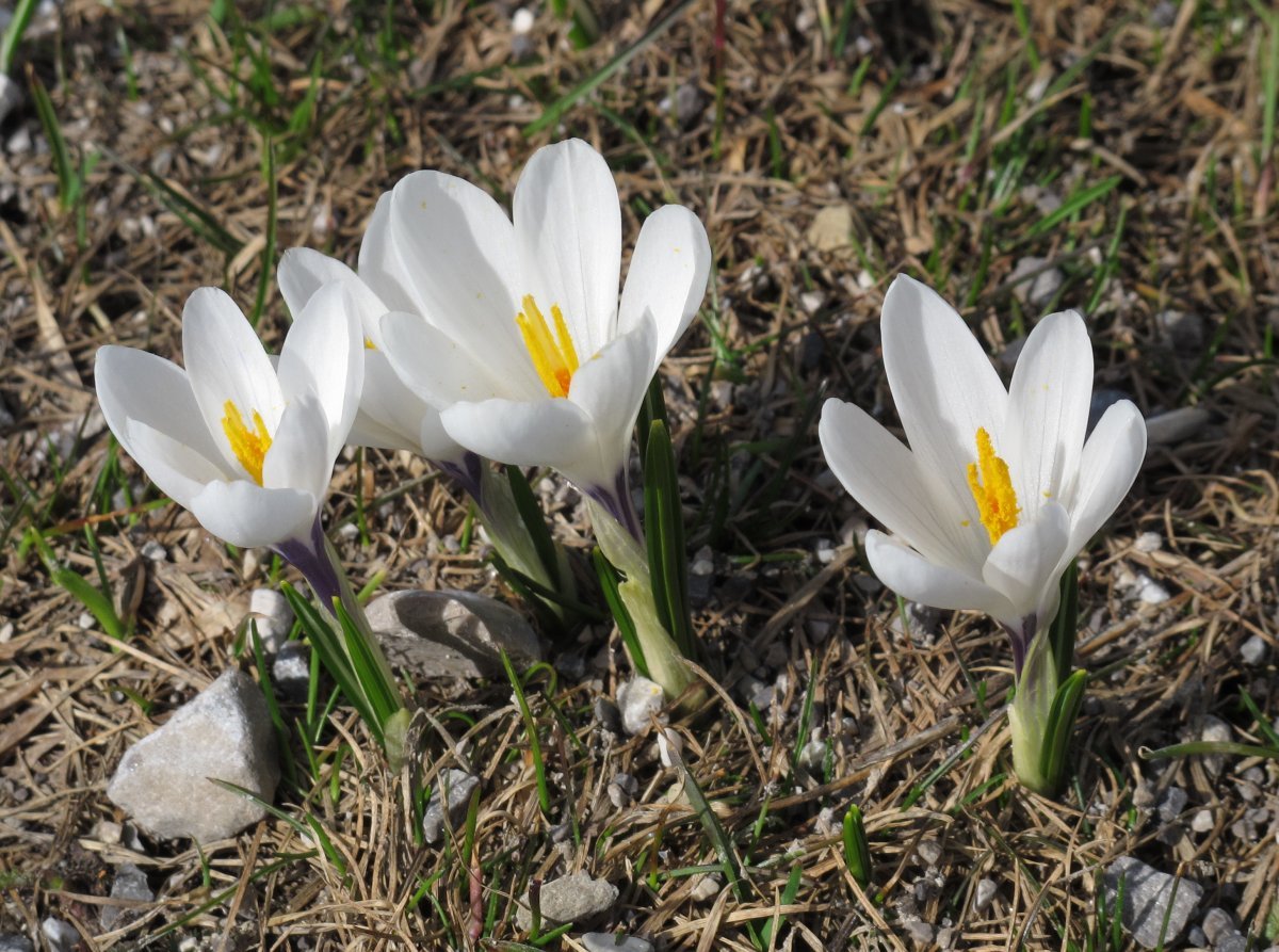 Крокус весенний - фото 8