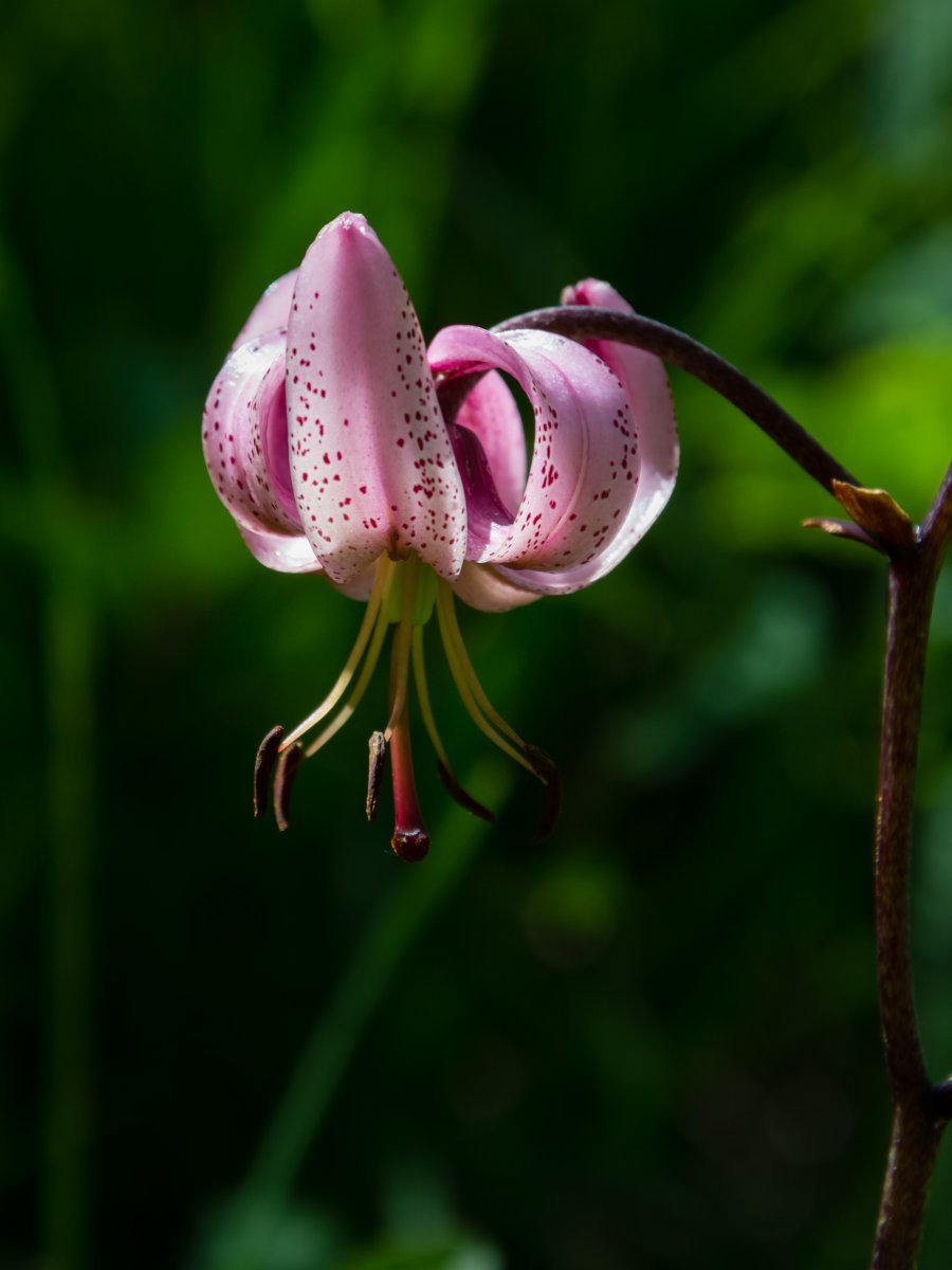 Лилия мартагон - фото 5