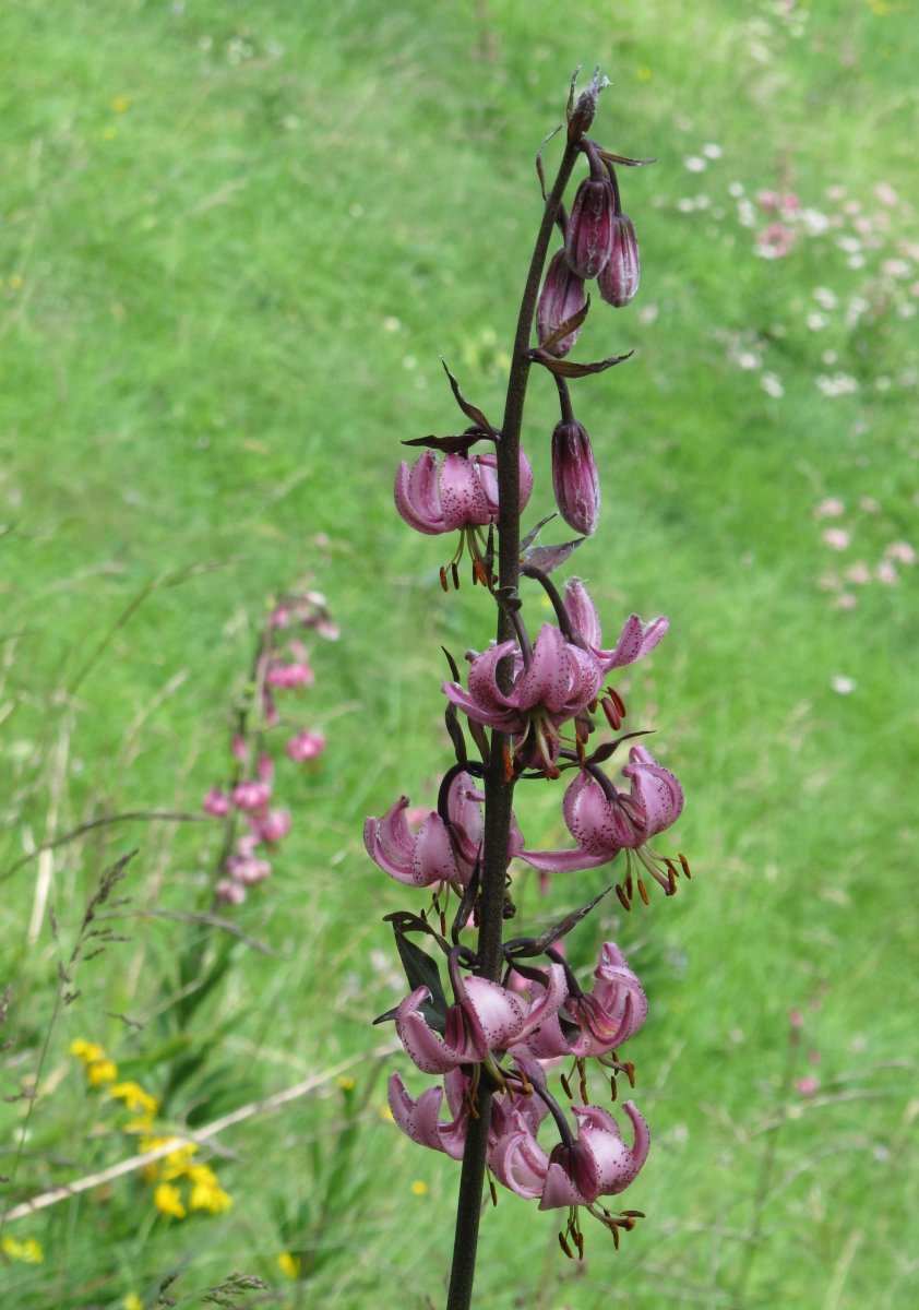Лилия мартагон - фото 6
