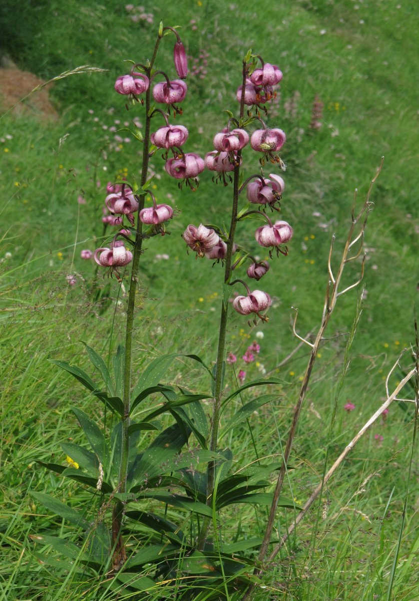 Лилия мартагон - фото 7