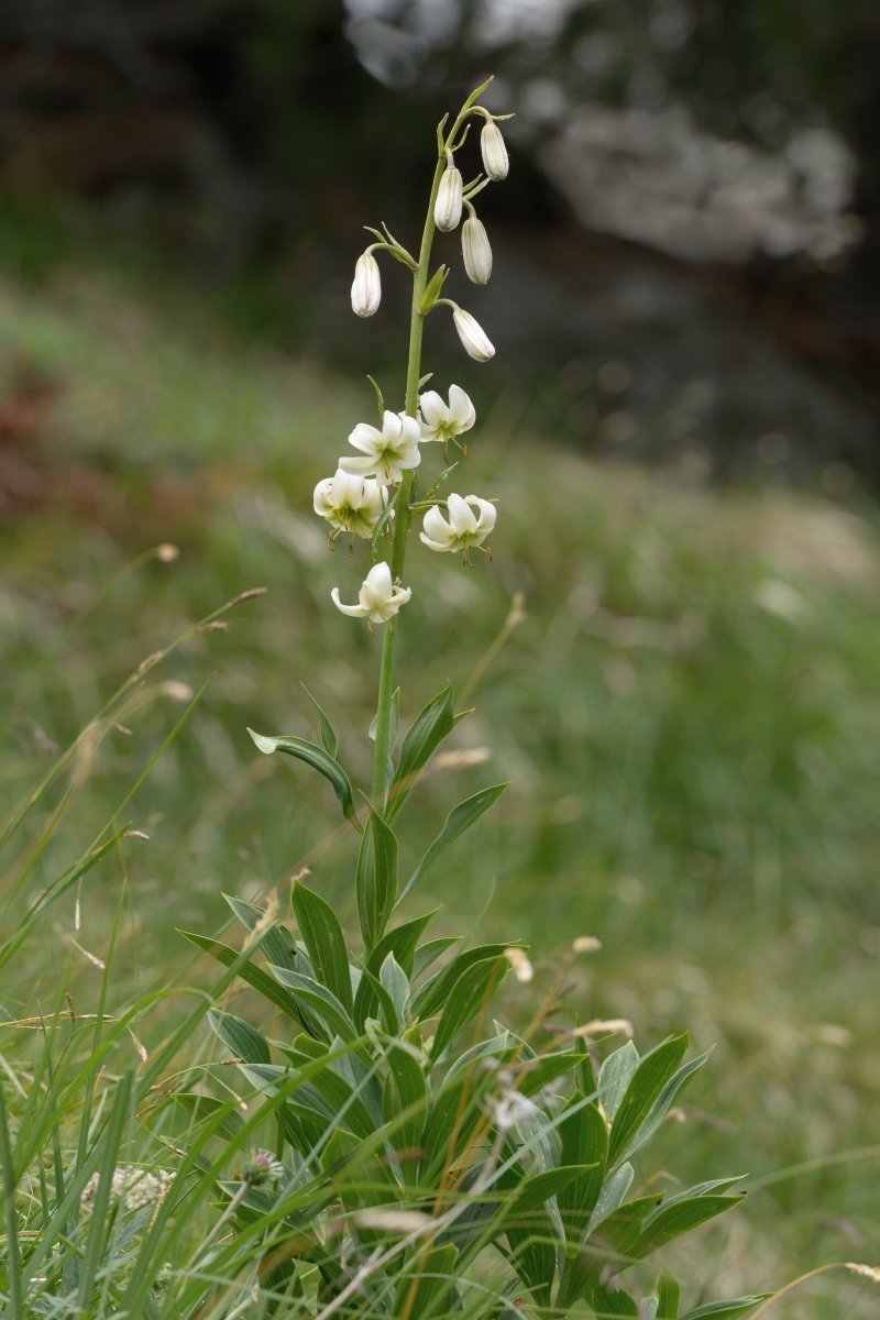 Лилия мартагон - фото 2