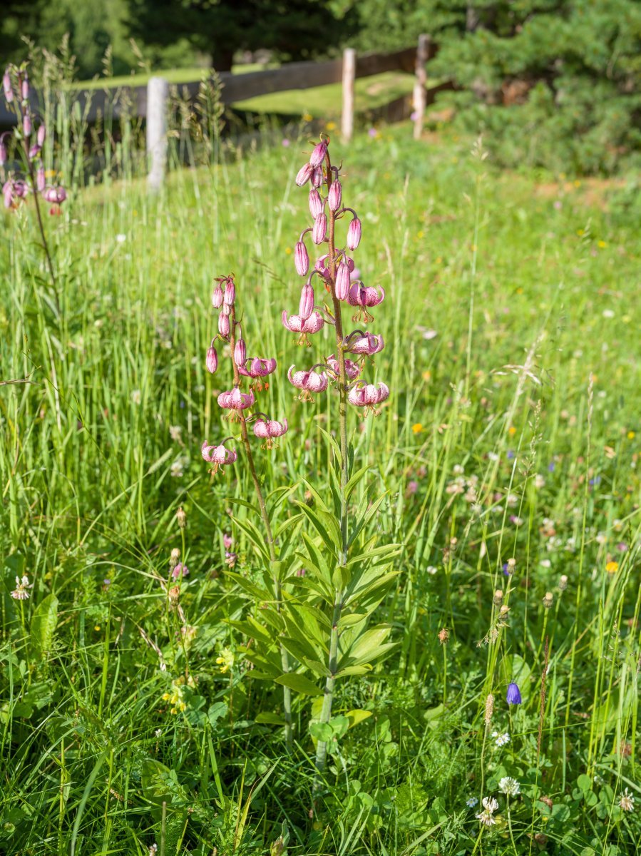 Лилия мартагон - фото 10