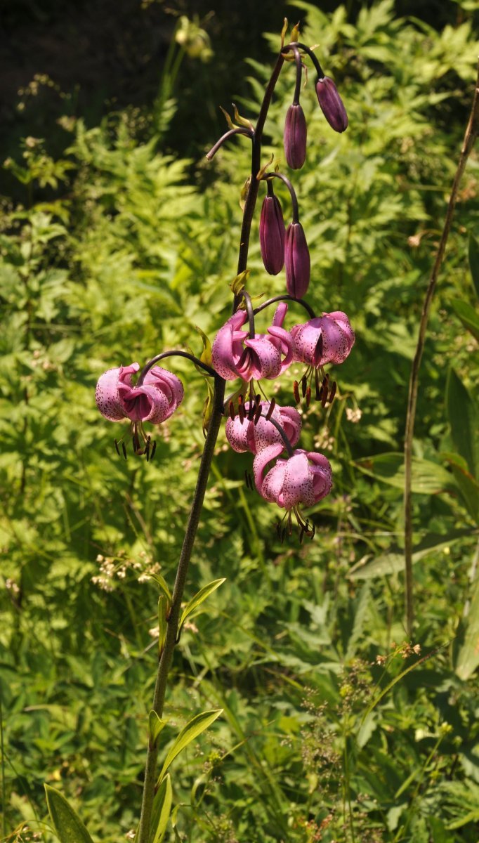 Лилия мартагон - фото 3
