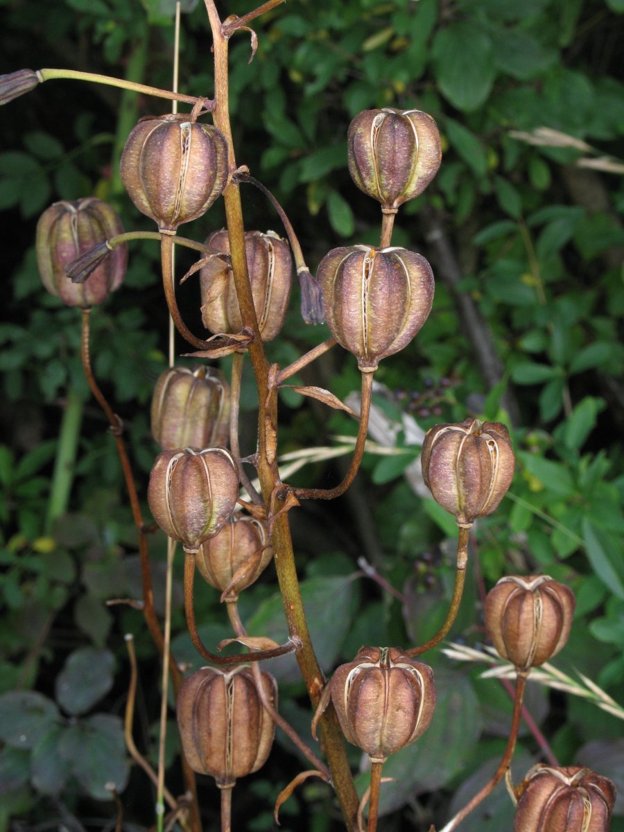 Лилия мартагон - фото 8