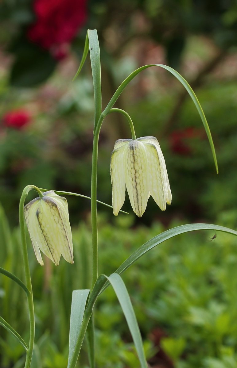 Рябчик шахматный - фото 10