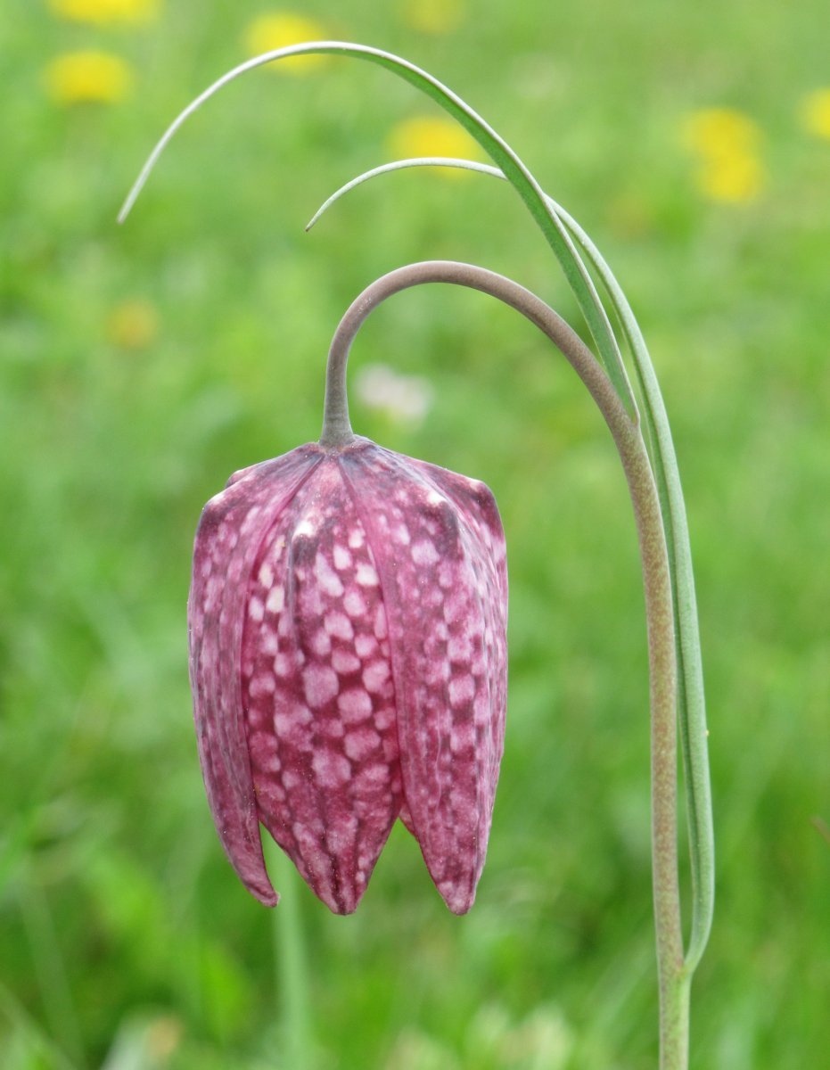 Рябчик шахматный - фото 8