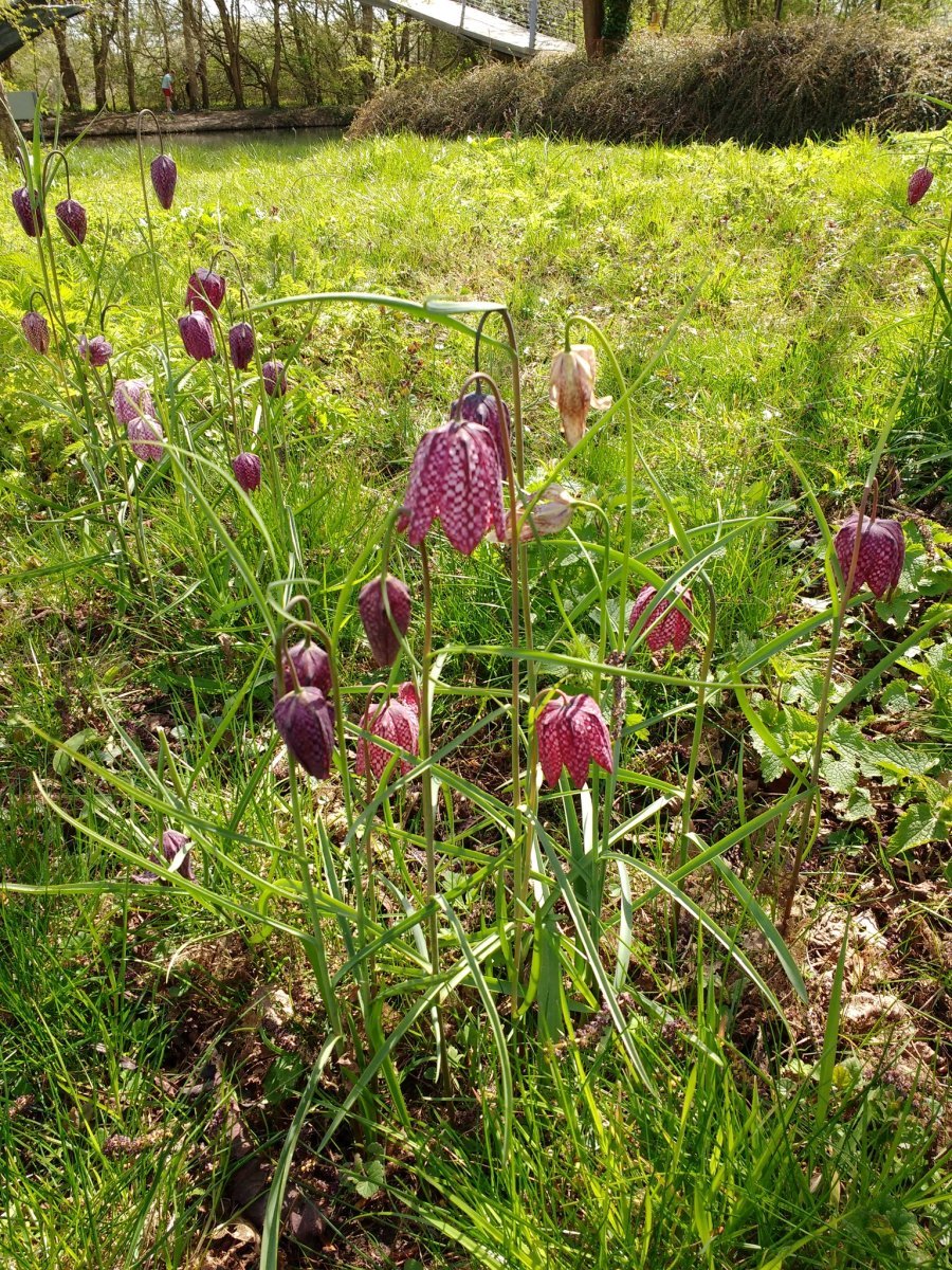 Рябчик шахматный - фото 2