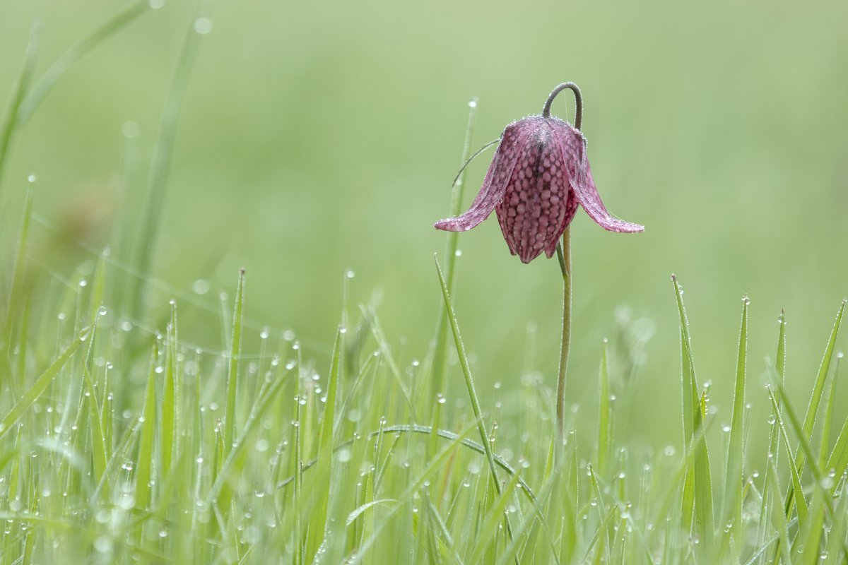 Рябчик шахматный