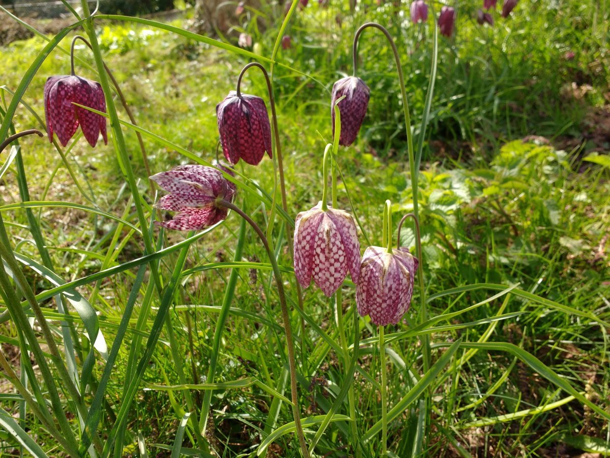 Рябчик шахматный - фото 3