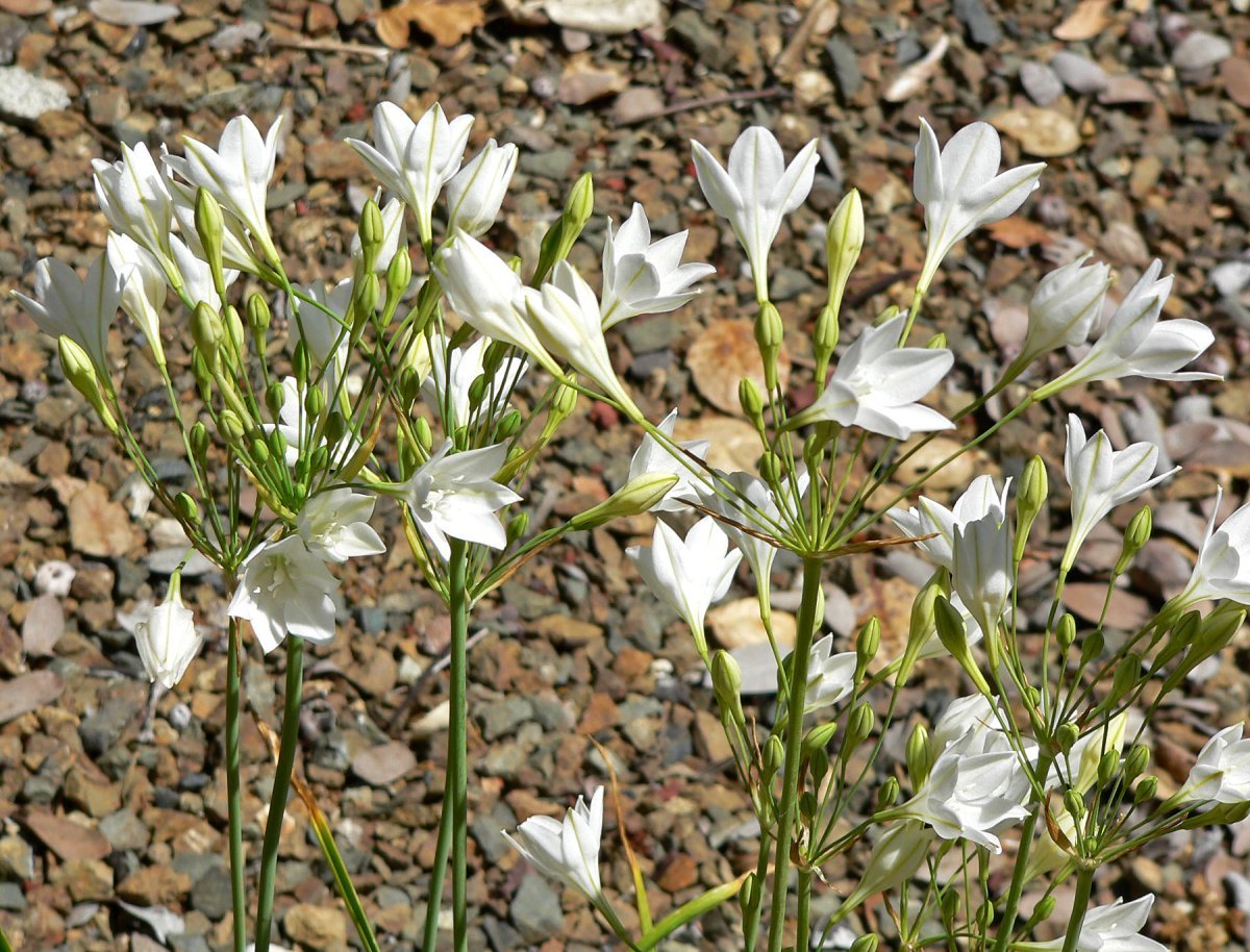 Трителейя рыхлая - фото 9