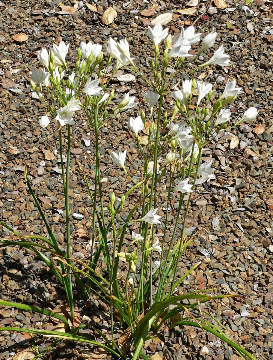 Трителейя рыхлая - фото 8