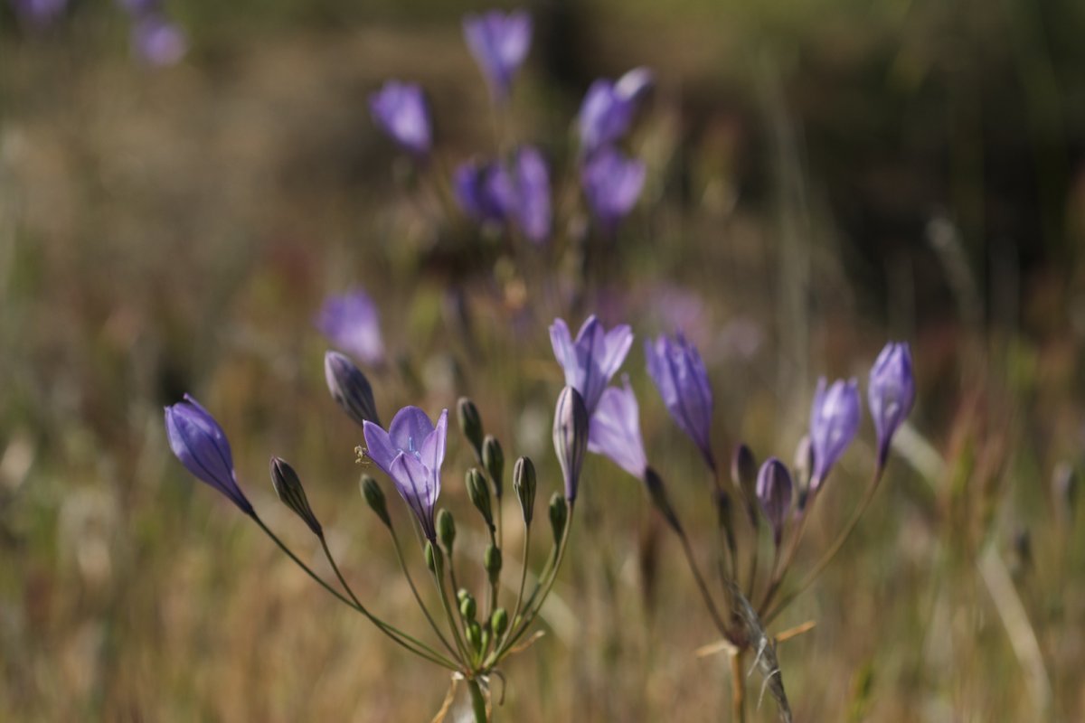 Трителейя рыхлая - фото 4