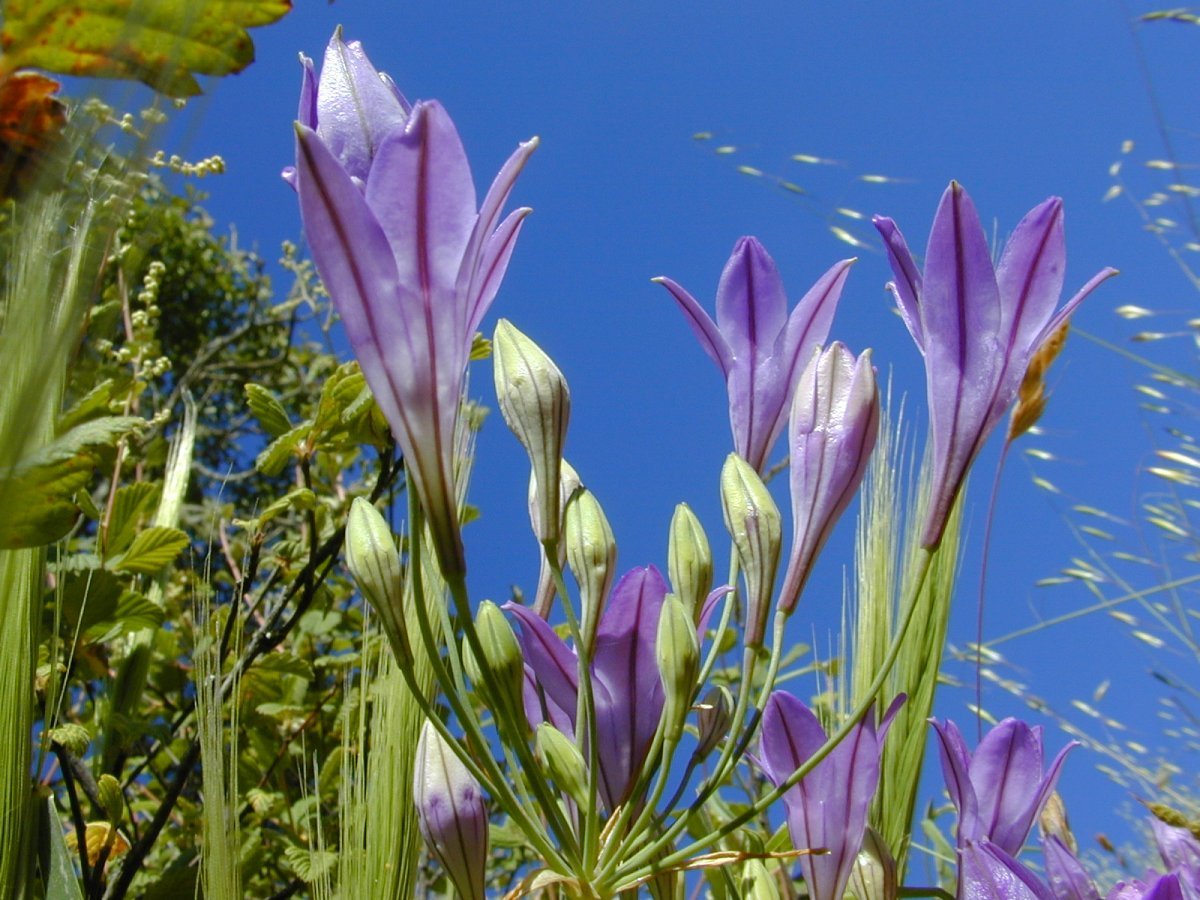 Трителейя рыхлая - фото 2