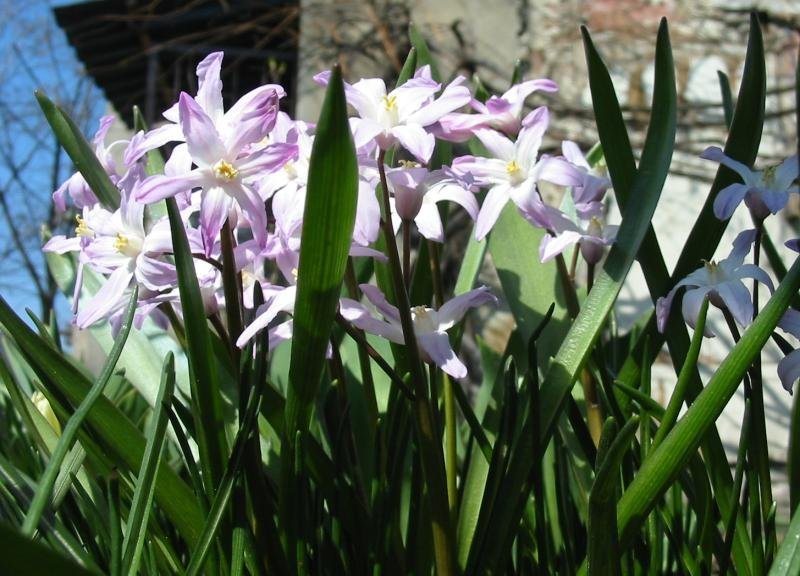 Хионодокса Люцилии - фото 9