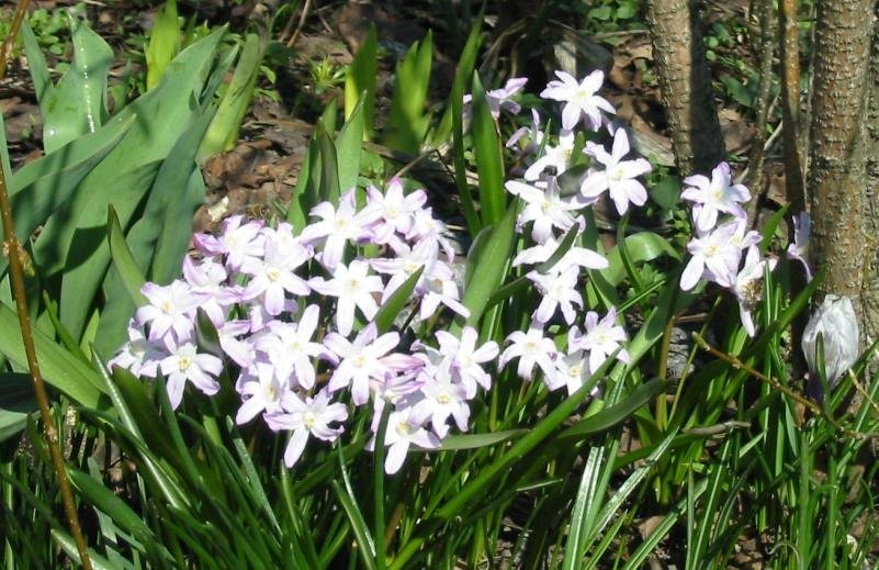 Хионодокса Люцилии - фото 10