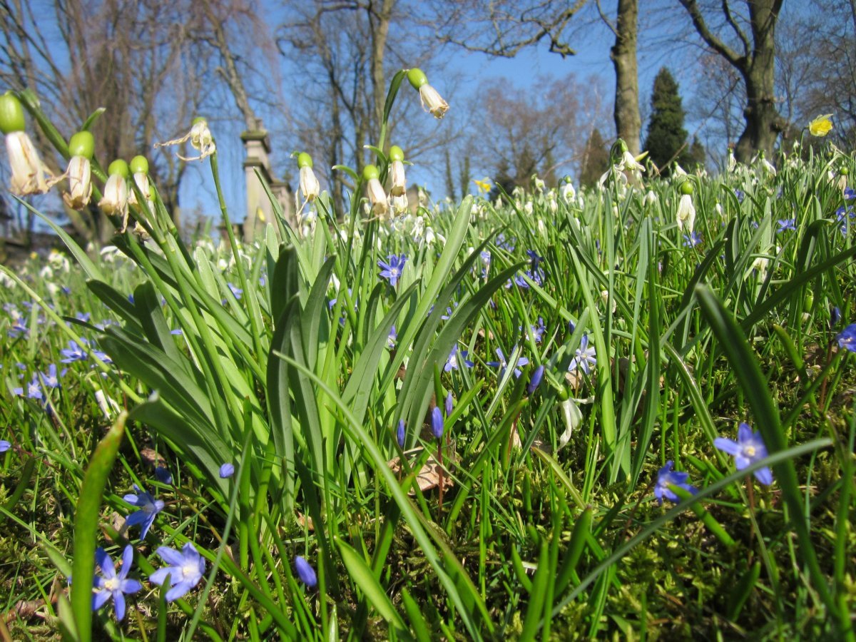 Хионодокса Люцилии