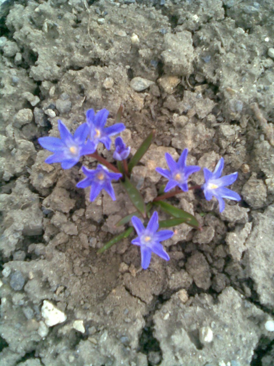 Хионодокса Люцилии - фото 3