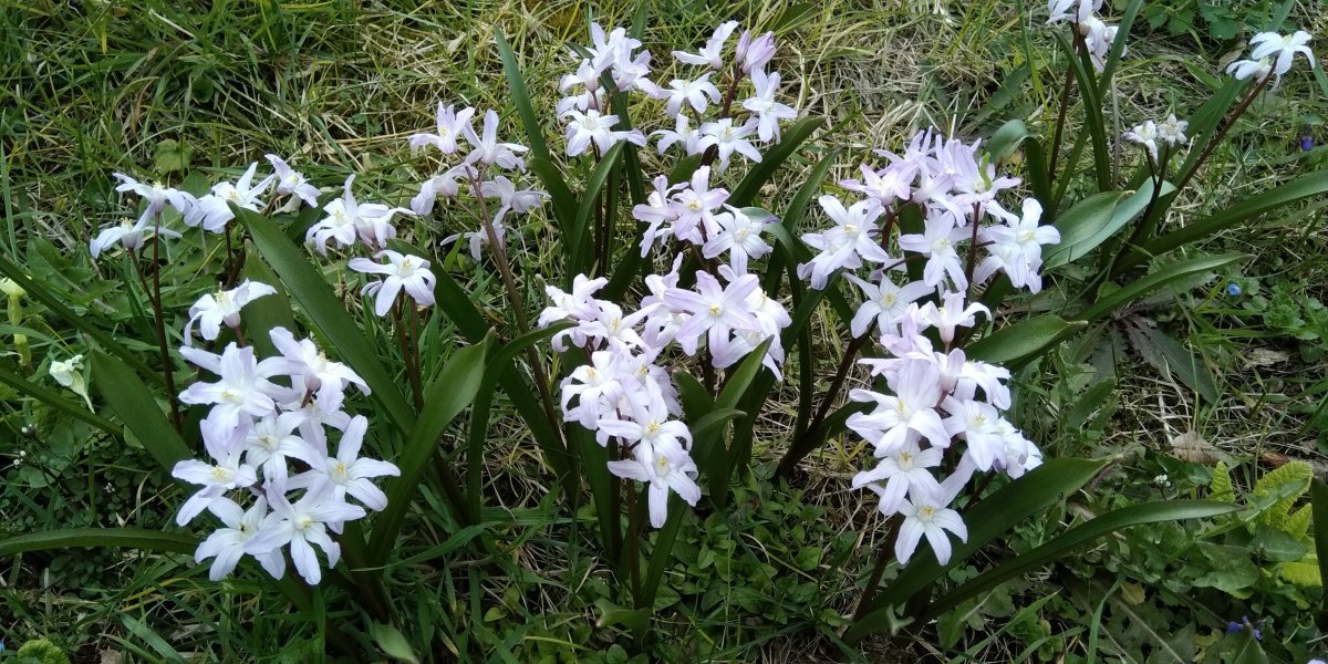 Хионодокса Люцилии - фото 8