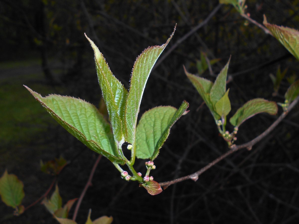 Актинидия коломикта - фото 9