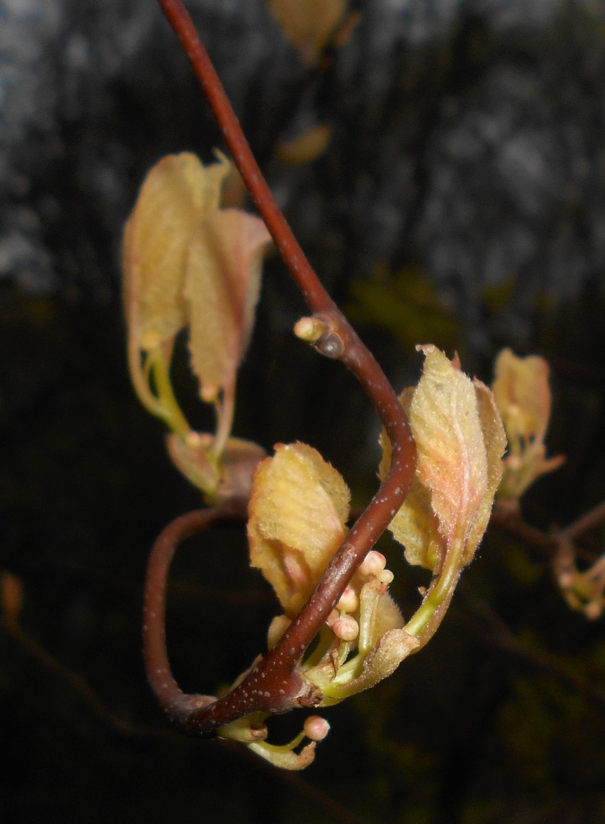 Актинидия коломикта - фото 10