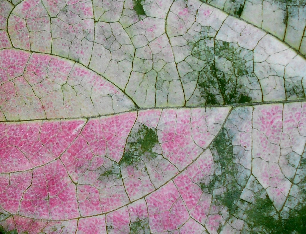 Актинидия коломикта - фото 8