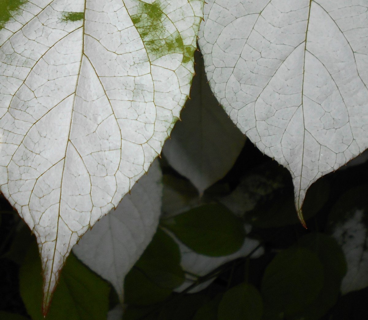 Актинидия коломикта - фото 7