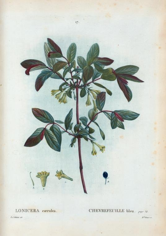 Жимолость съедобная