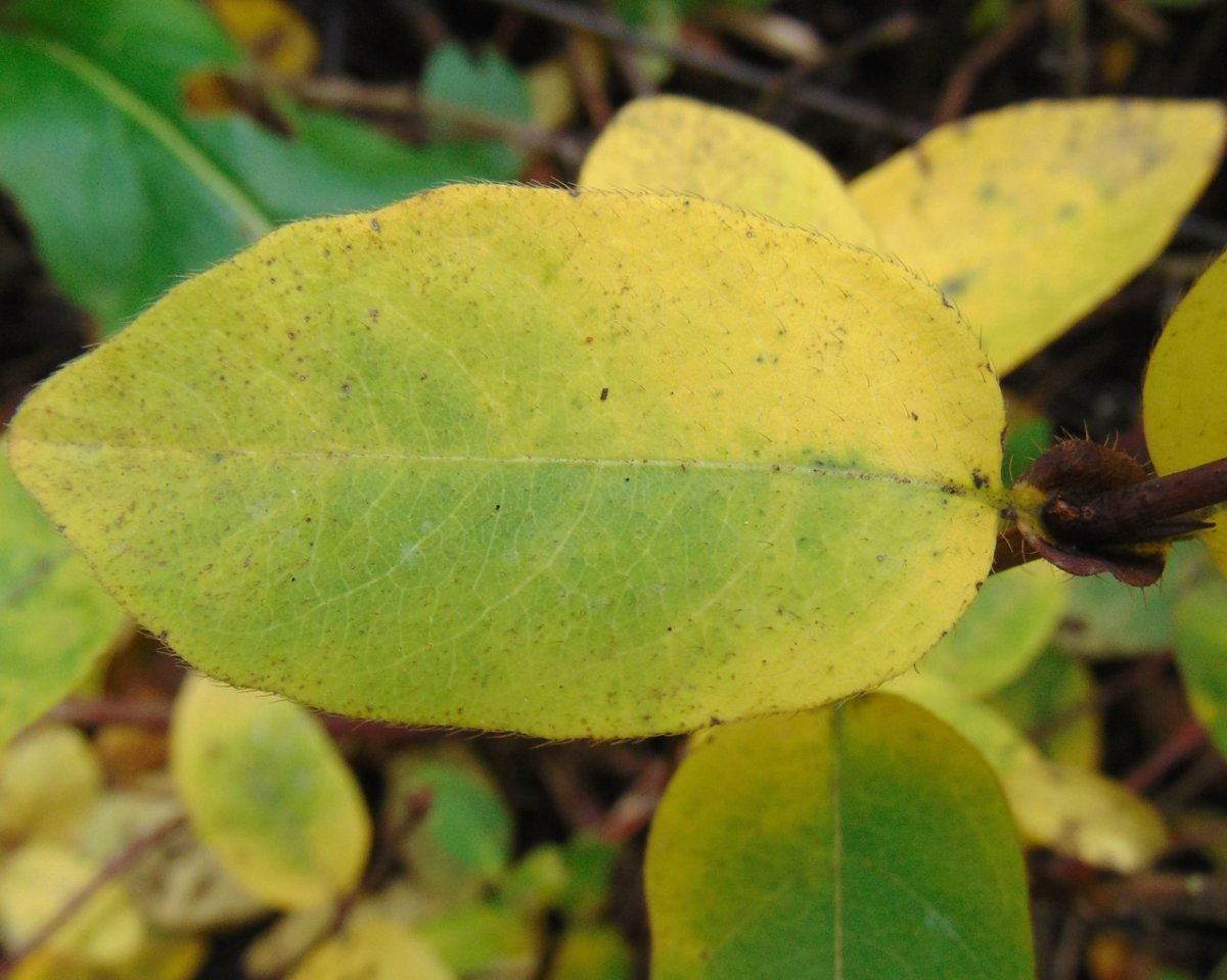 Жимолость съедобная - фото 3