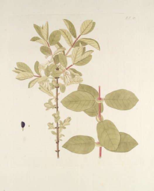 Жимолость съедобная - фото 2