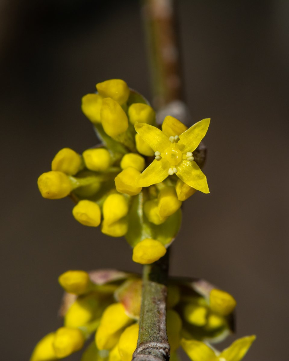 Кизил обыкновенный - фото 3