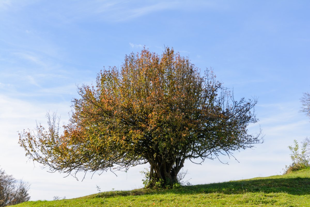 Кизил обыкновенный - фото 7